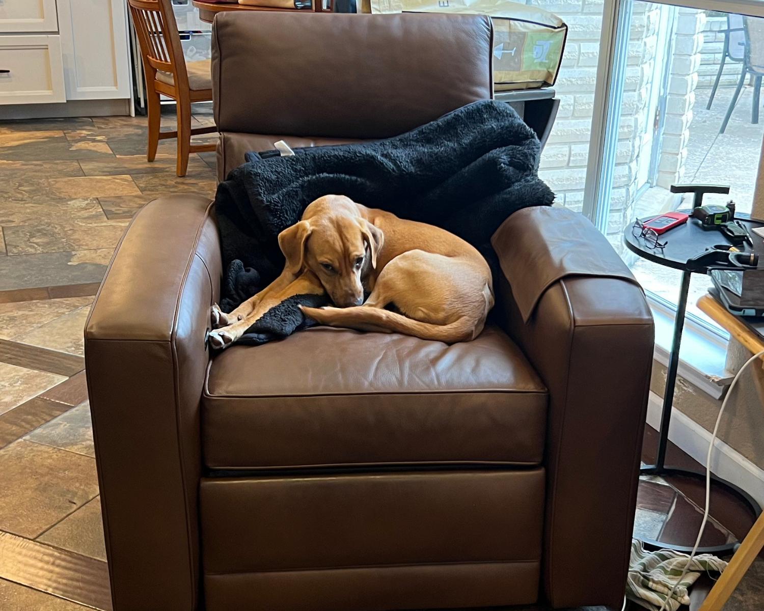 Enlarge Casanova, a ADOPTABLE mixed breed in San Antonio, TX image 4/6