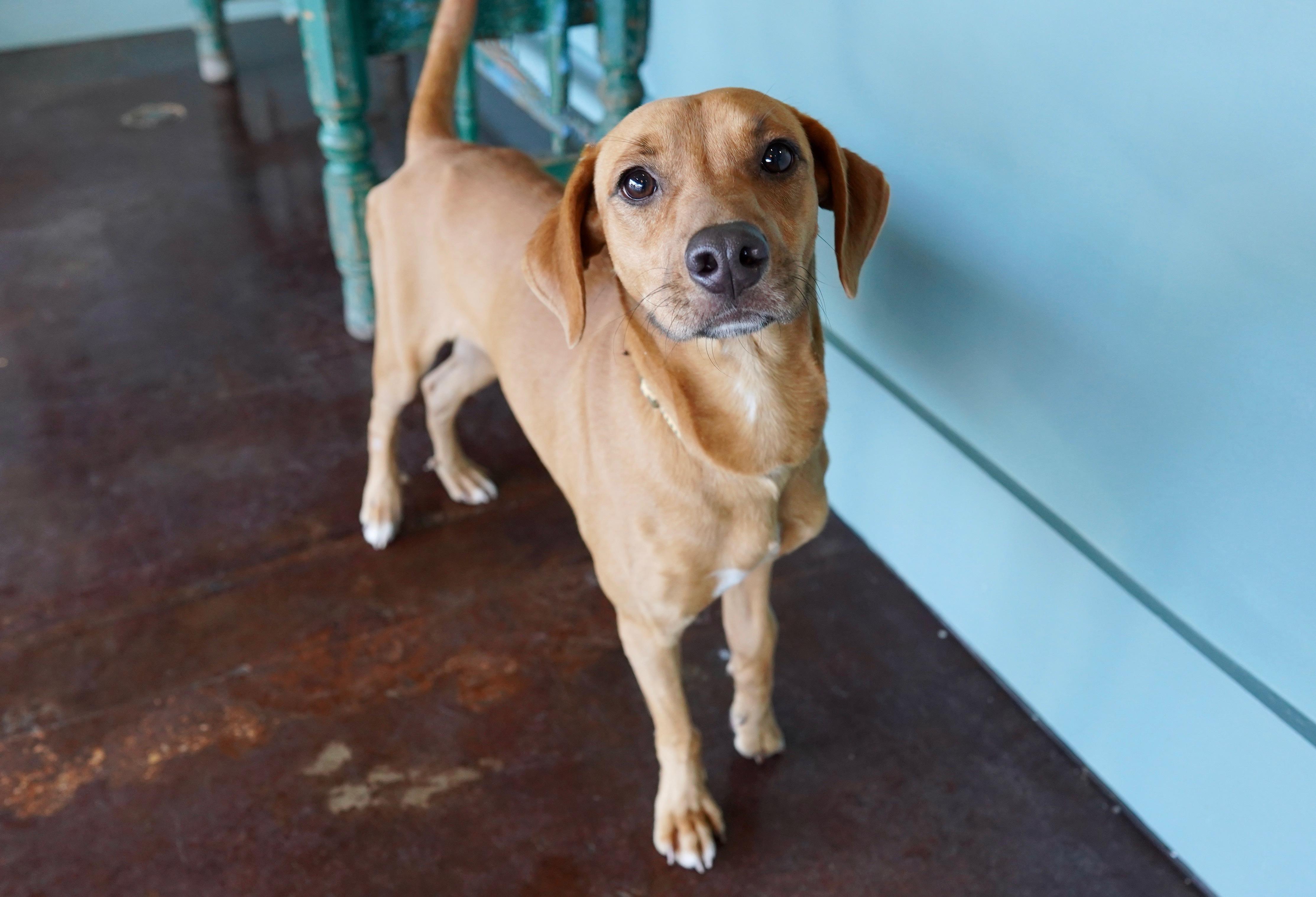 Enlarge Casanova, a ADOPTABLE mixed breed in San Antonio, TX image 1/6