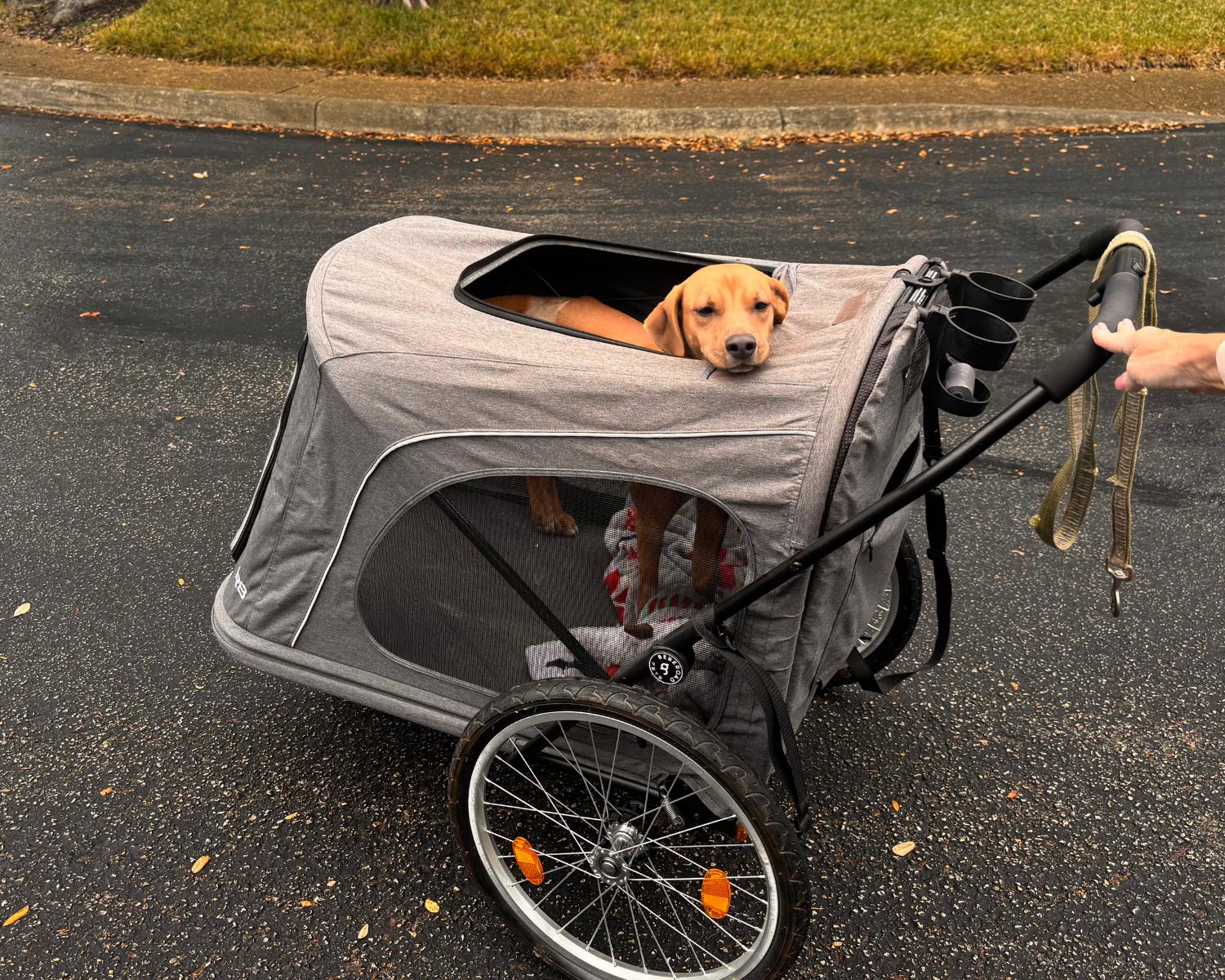 Enlarge Casanova, a ADOPTABLE mixed breed in San Antonio, TX image 5/6