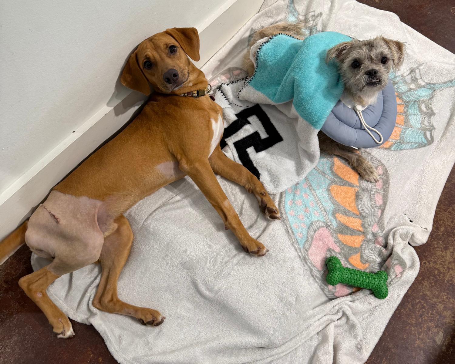 Enlarge Casanova, a ADOPTABLE mixed breed in San Antonio, TX image 3/6