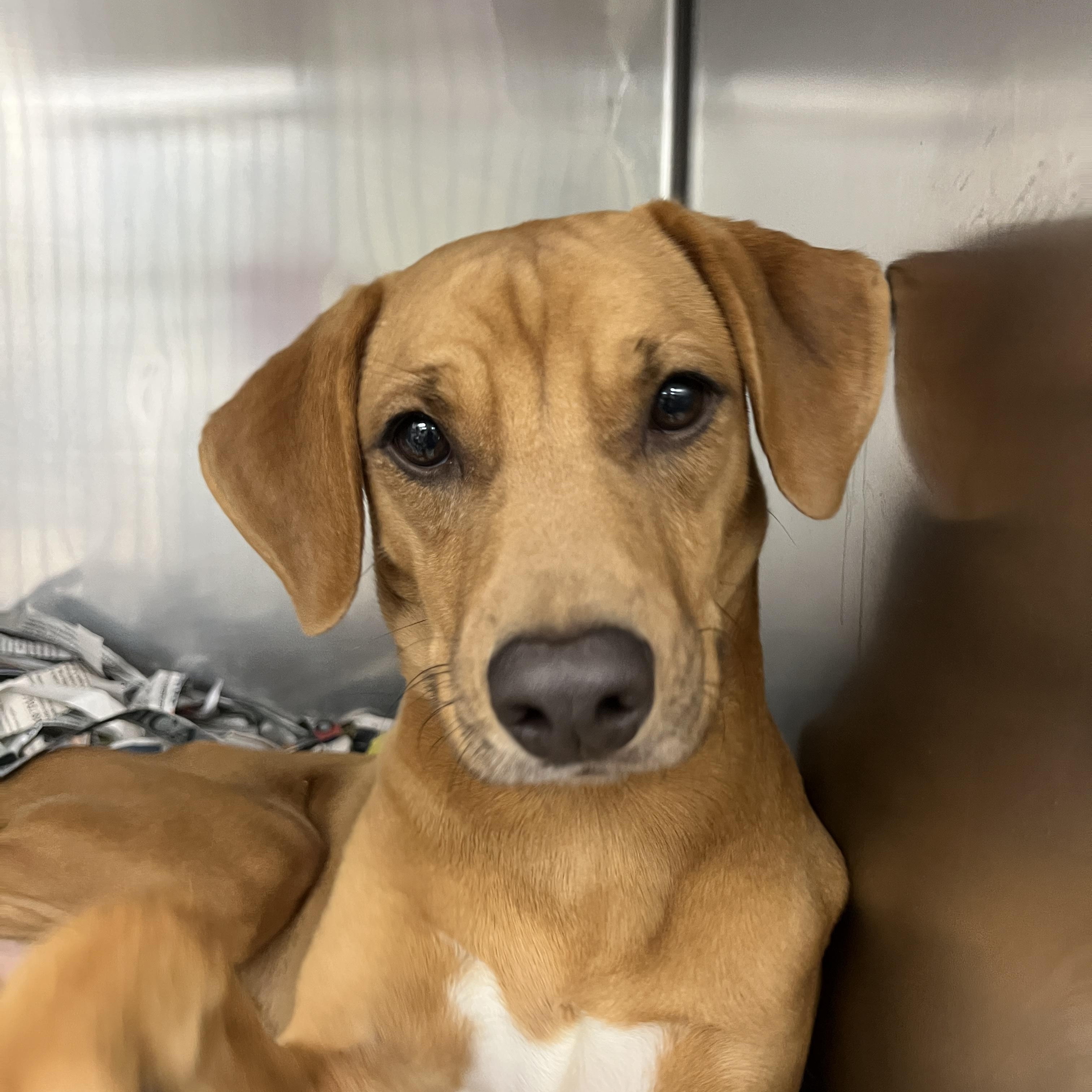 Enlarge Casanova, a ADOPTABLE mixed breed in San Antonio, TX image 2/6