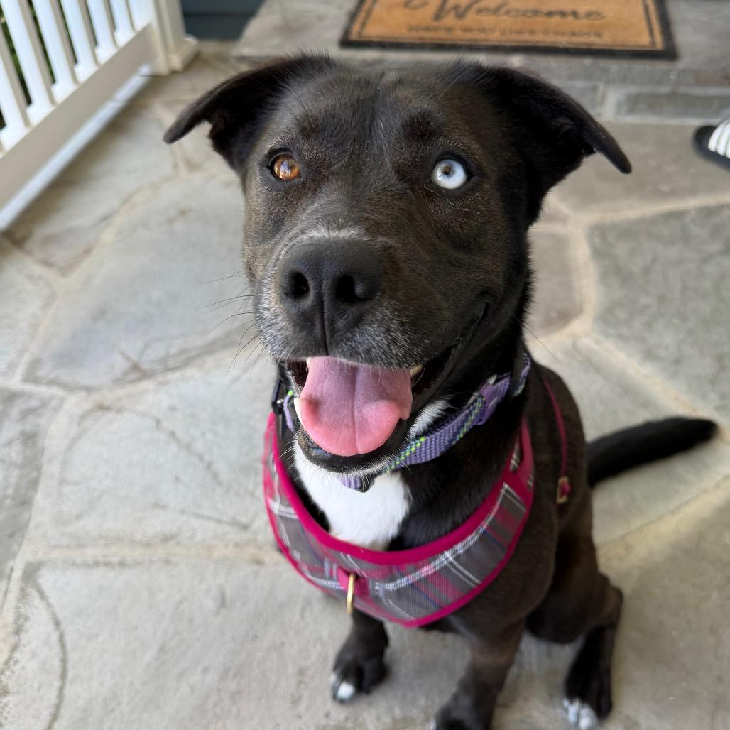 Shiloh, Adoptable, Young Female Siberian Husky & Pit Bull Terrier.