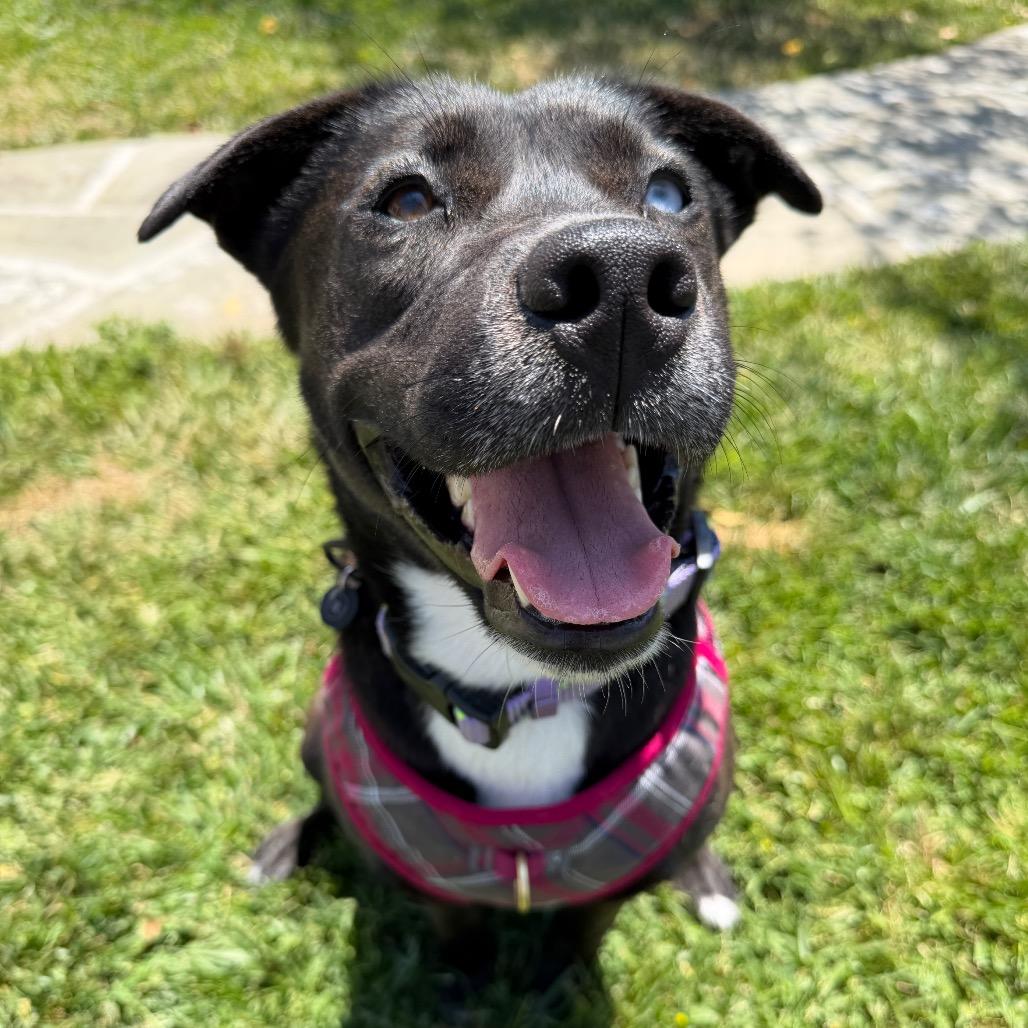 Shiloh, a Adoptable mixed breed in Studio City, CA image 3/6