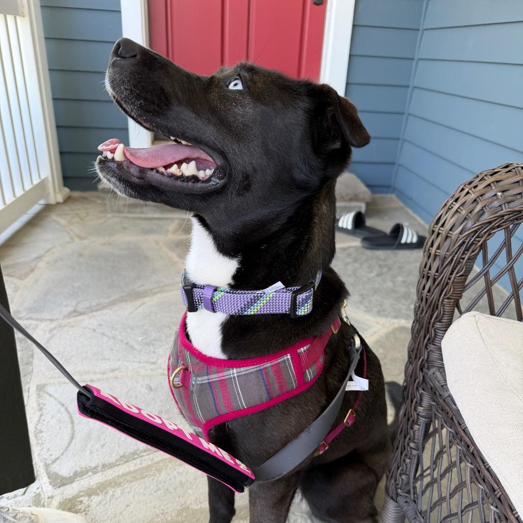 Shiloh, a Adoptable mixed breed in Studio City, CA image 4/6