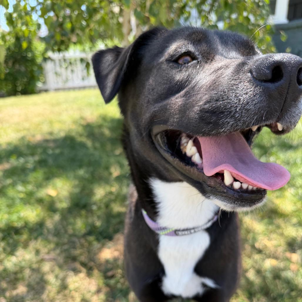 Shiloh, a Adoptable mixed breed in Studio City, CA image 5/6