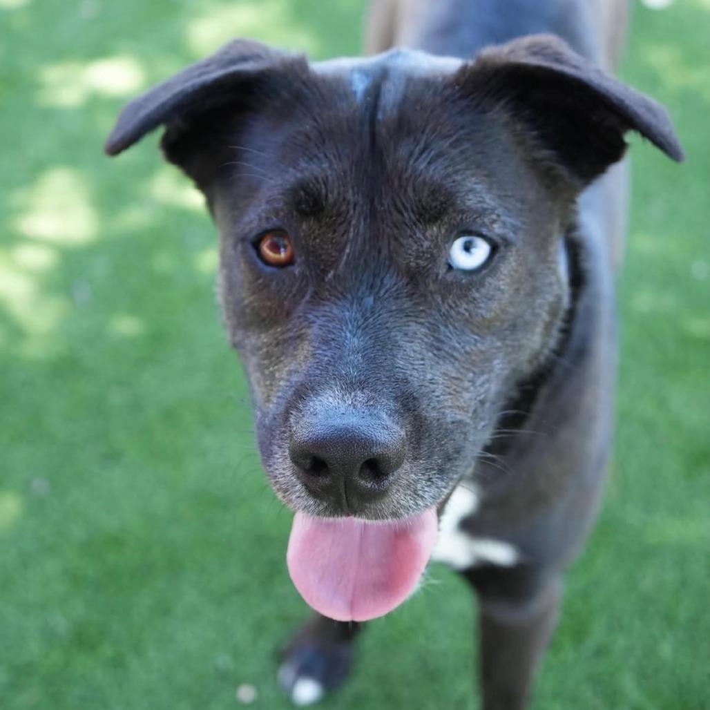 Enlarge Shiloh, a Adoptable mixed breed in Studio City, CA image 1/1