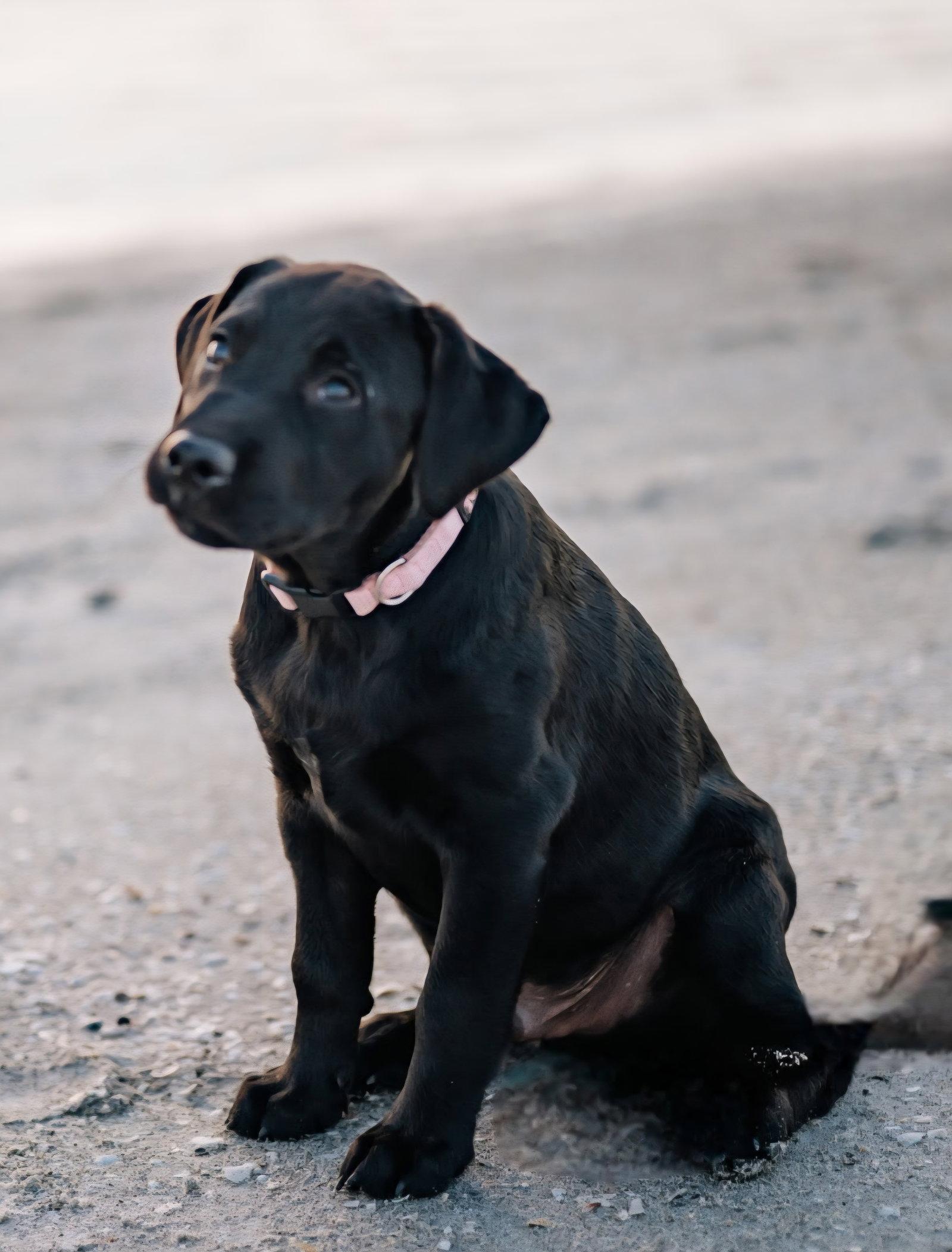 Grits - M, Adopted, Young Male Labrador Retriever.