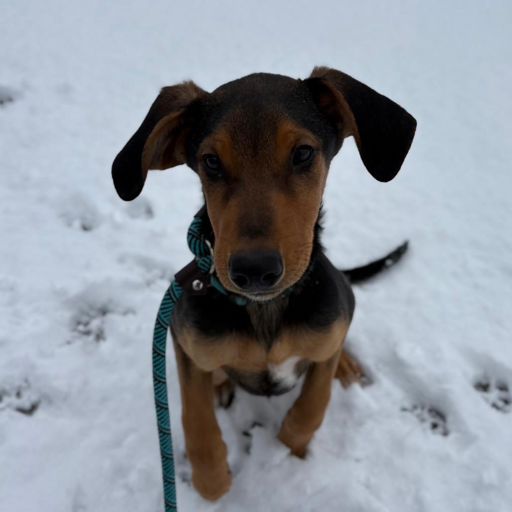 Dutch, a Adoptable mixed breed in Spokane, WA image 1/2