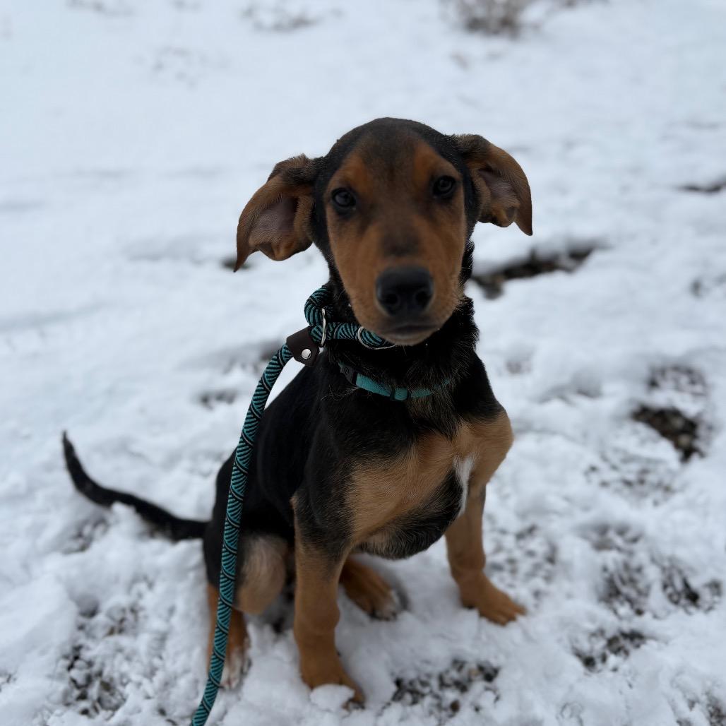 Dutch, a Adoptable mixed breed in Spokane, WA image 2/2