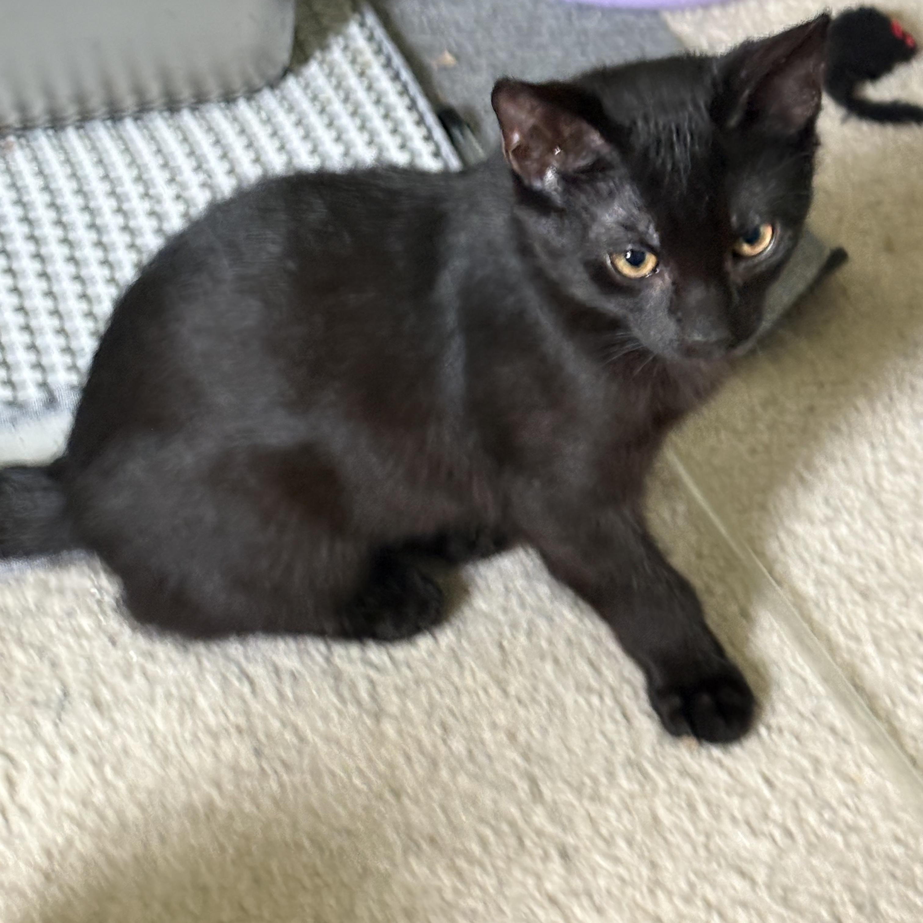Jinx, ADOPTABLE, Kitten Male Domestic Short Hair.