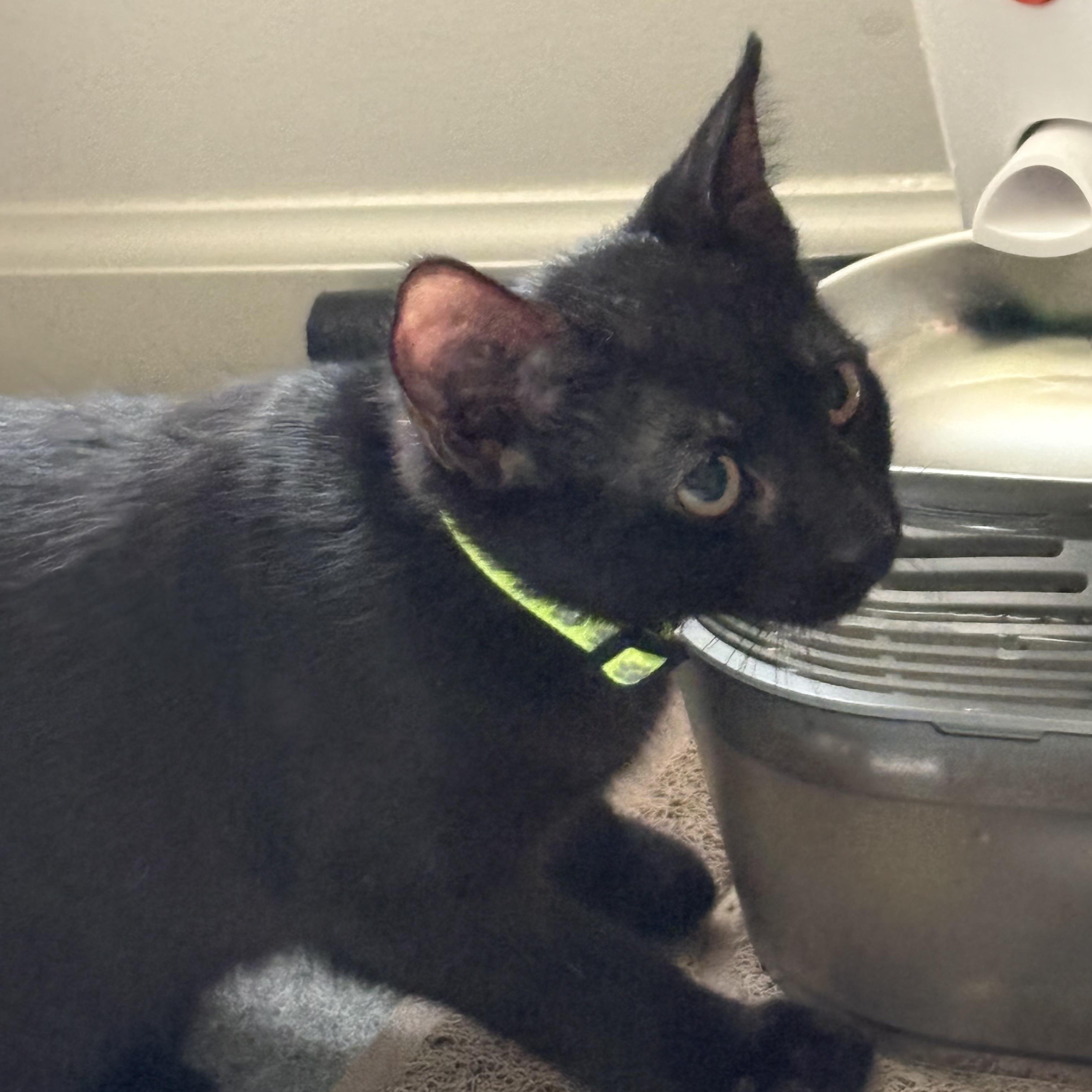 Enlarge Jinx, a ADOPTABLE Domestic Short Hair in Avondale, PA image 4/5
