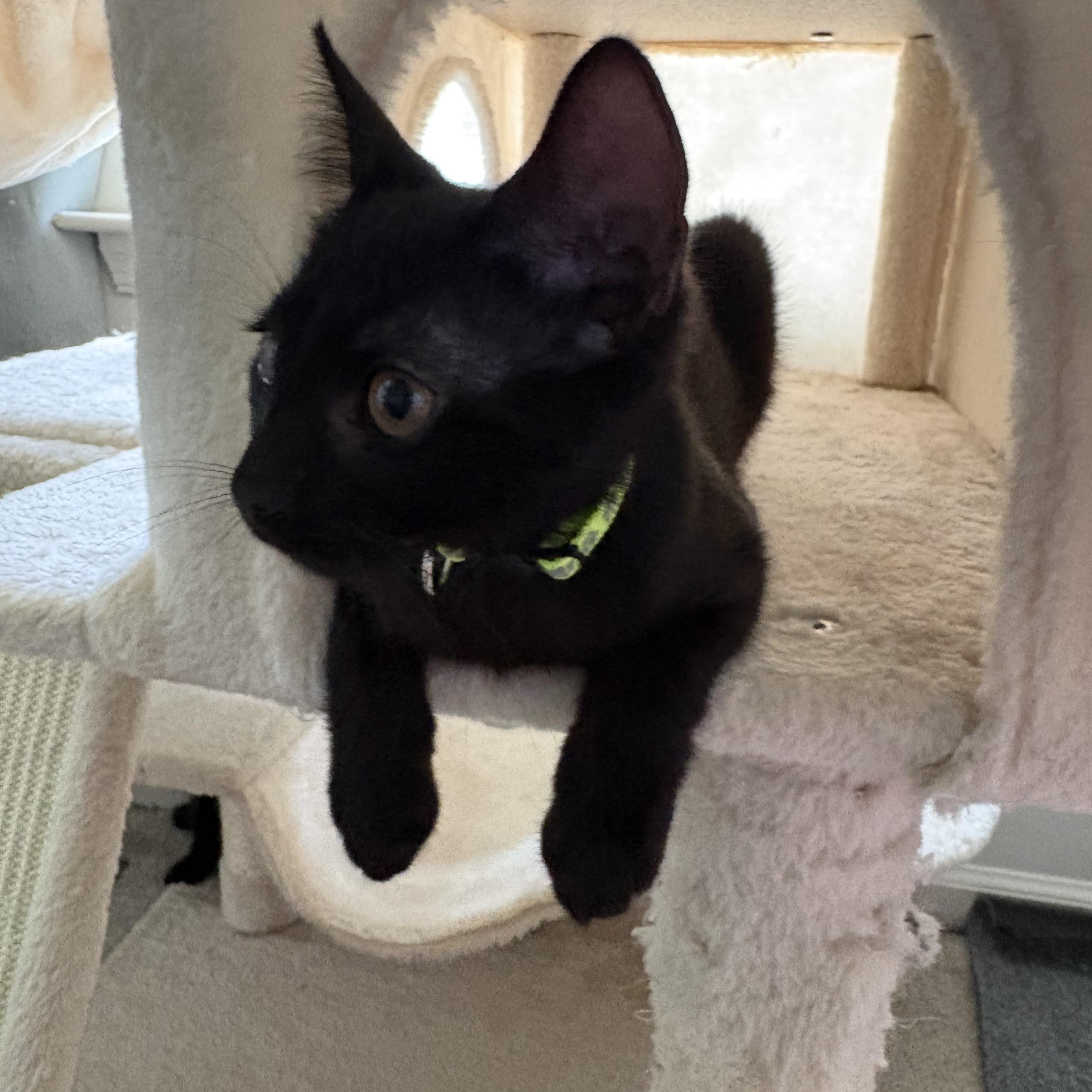 Enlarge Jinx, a ADOPTABLE Domestic Short Hair in Avondale, PA image 3/5