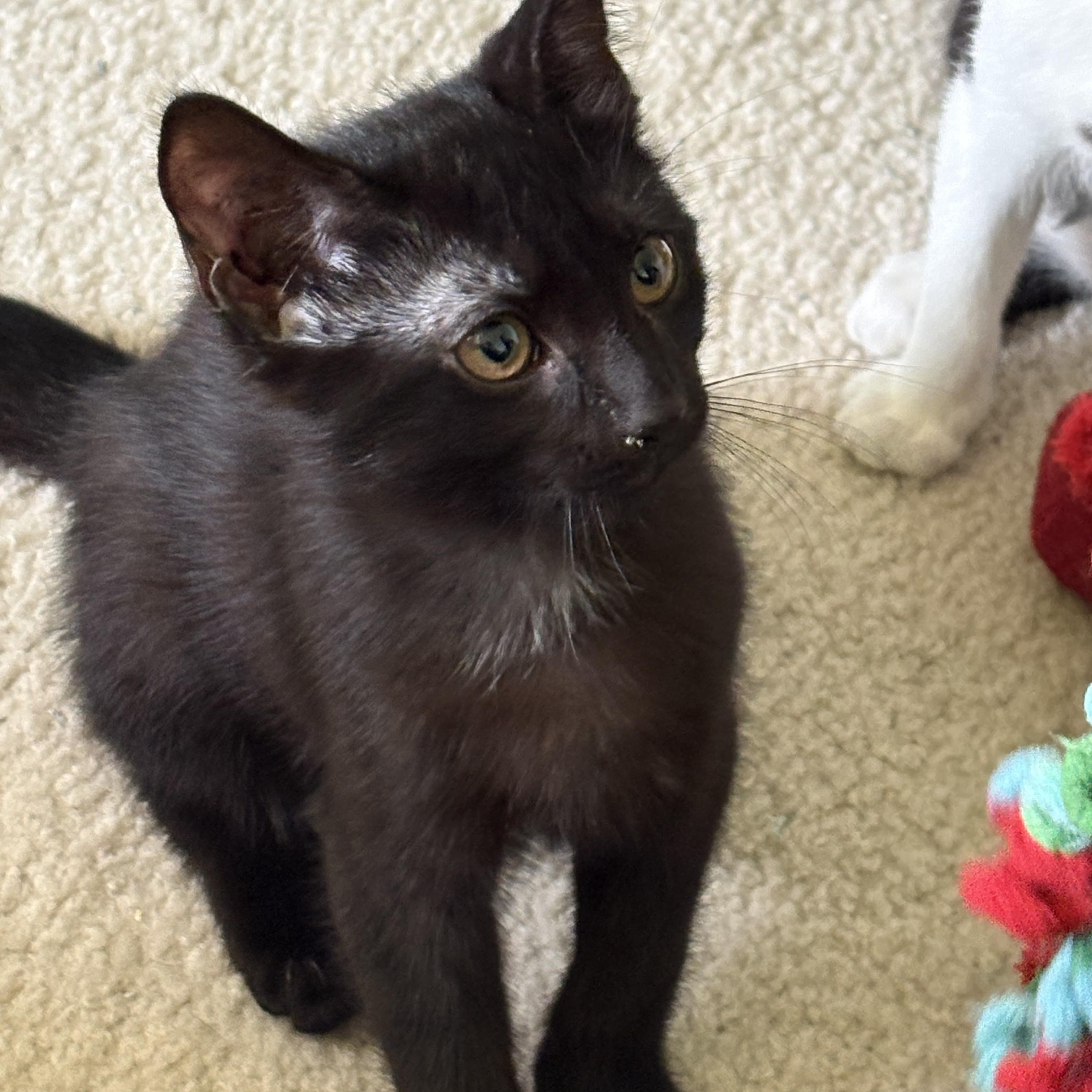 Enlarge Jinx, a ADOPTABLE Domestic Short Hair in Avondale, PA image 5/5