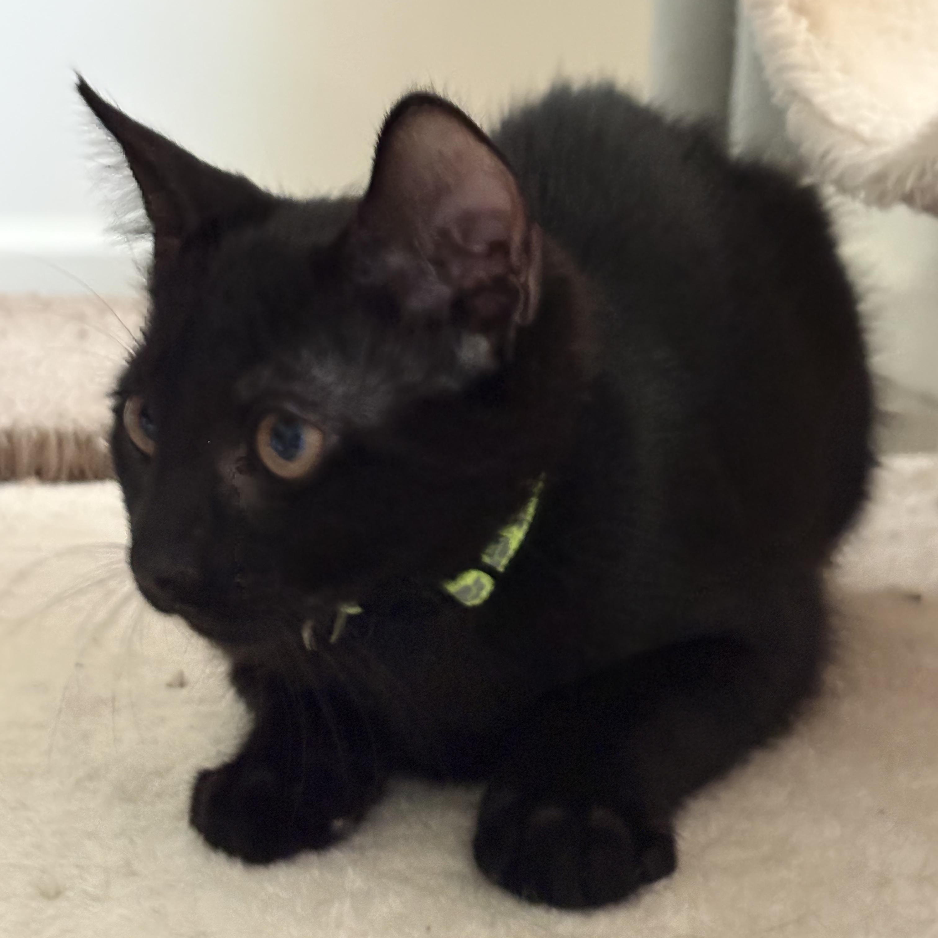 Enlarge Jinx, a ADOPTABLE Domestic Short Hair in Avondale, PA image 2/5