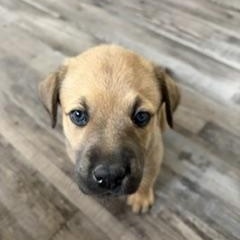 Enlarge Meadow, a ADOPTABLE mixed breed in Saskatoon, SK image 6/6