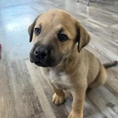 Meadow, ADOPTABLE, Puppy Female Mixed Breed.