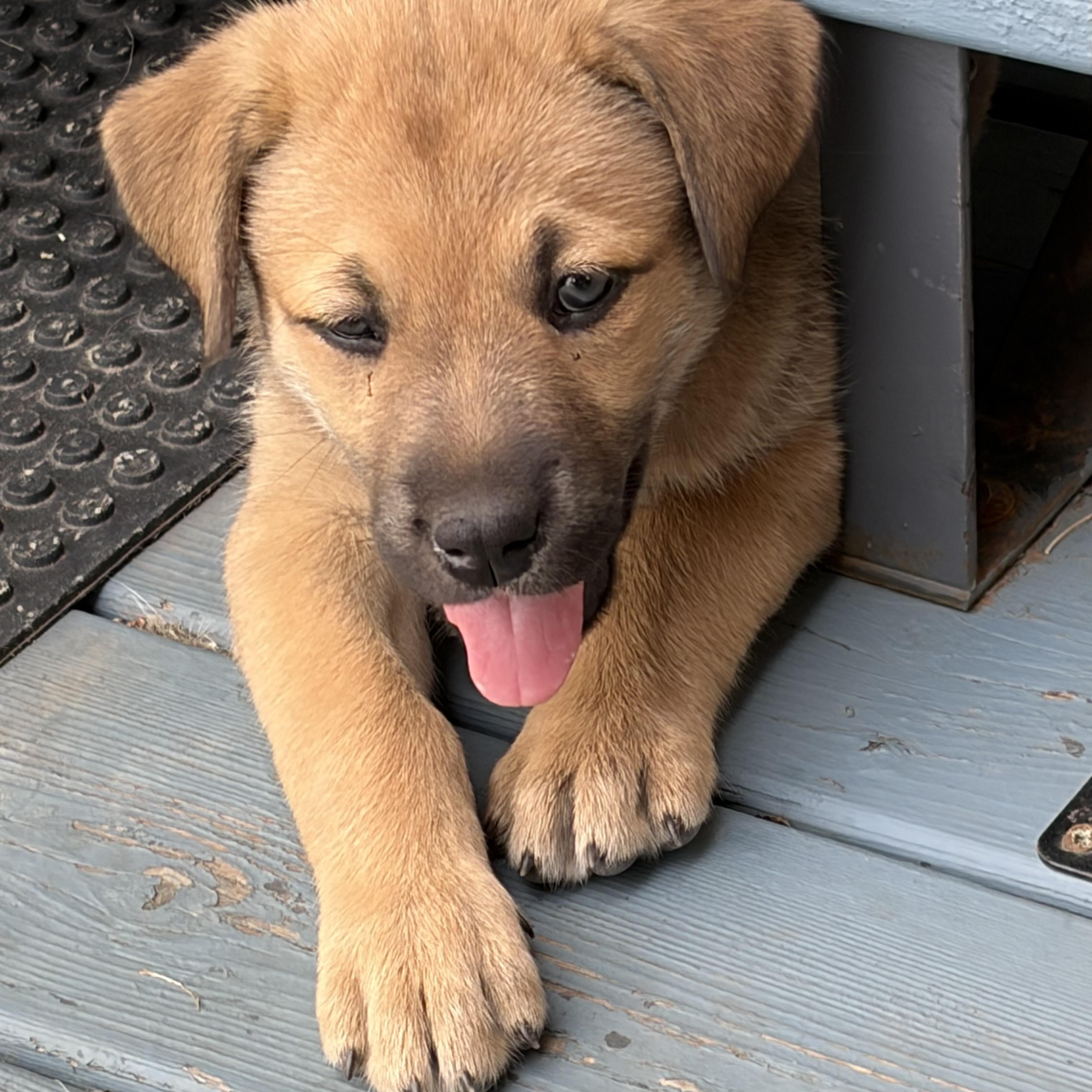 Meadow, an adoptable mixed breed in Saskatoon, SK image 3/6