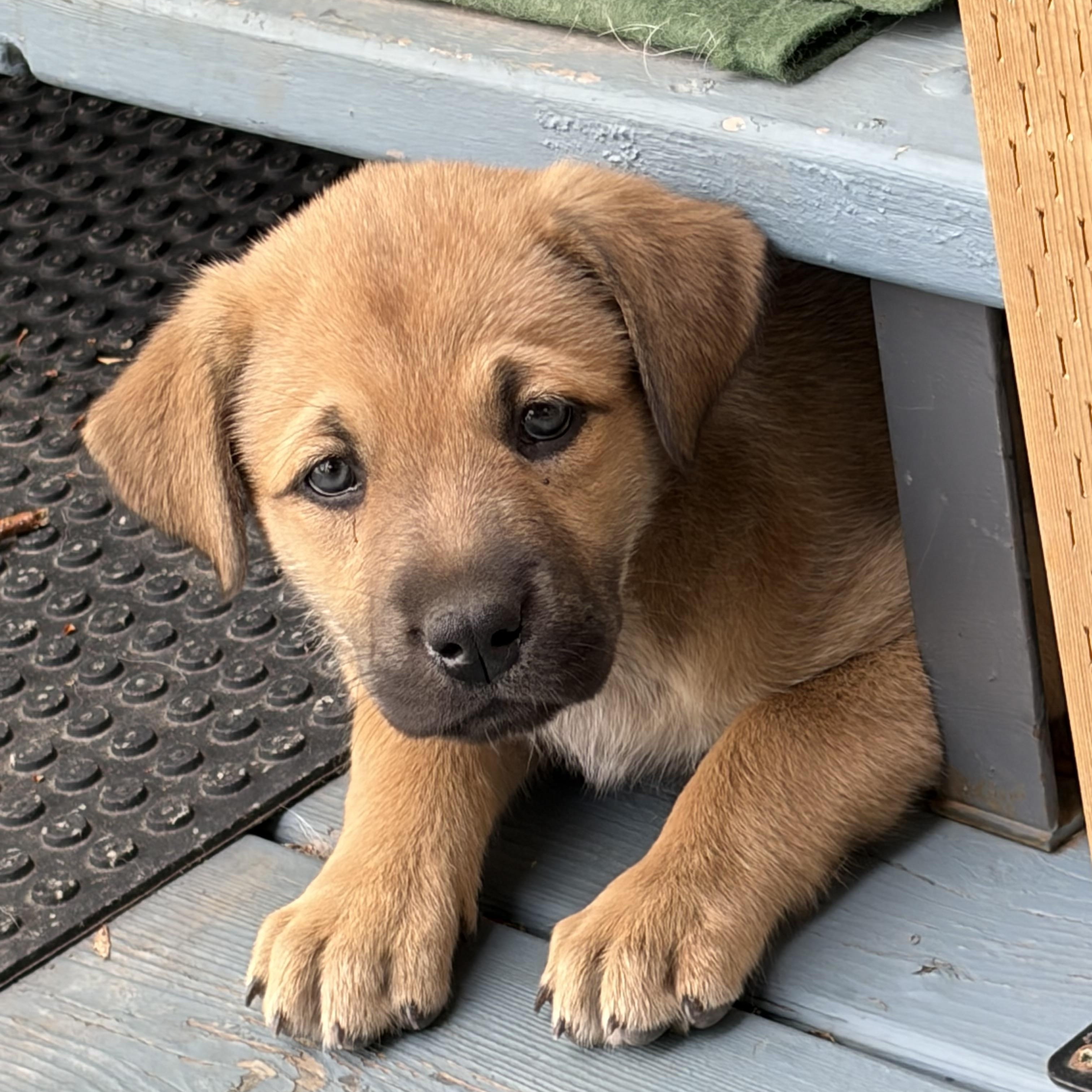 Meadow, an adoptable mixed breed in Saskatoon, SK image 2/6