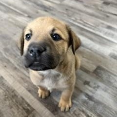 Enlarge Meadow, a ADOPTABLE mixed breed in Saskatoon, SK image 3/6