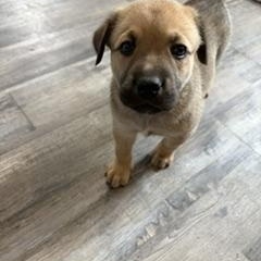 Enlarge Meadow, a ADOPTABLE mixed breed in Saskatoon, SK image 5/6