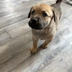 Enlarge Meadow, a ADOPTABLE mixed breed in Saskatoon, SK image 4/6
