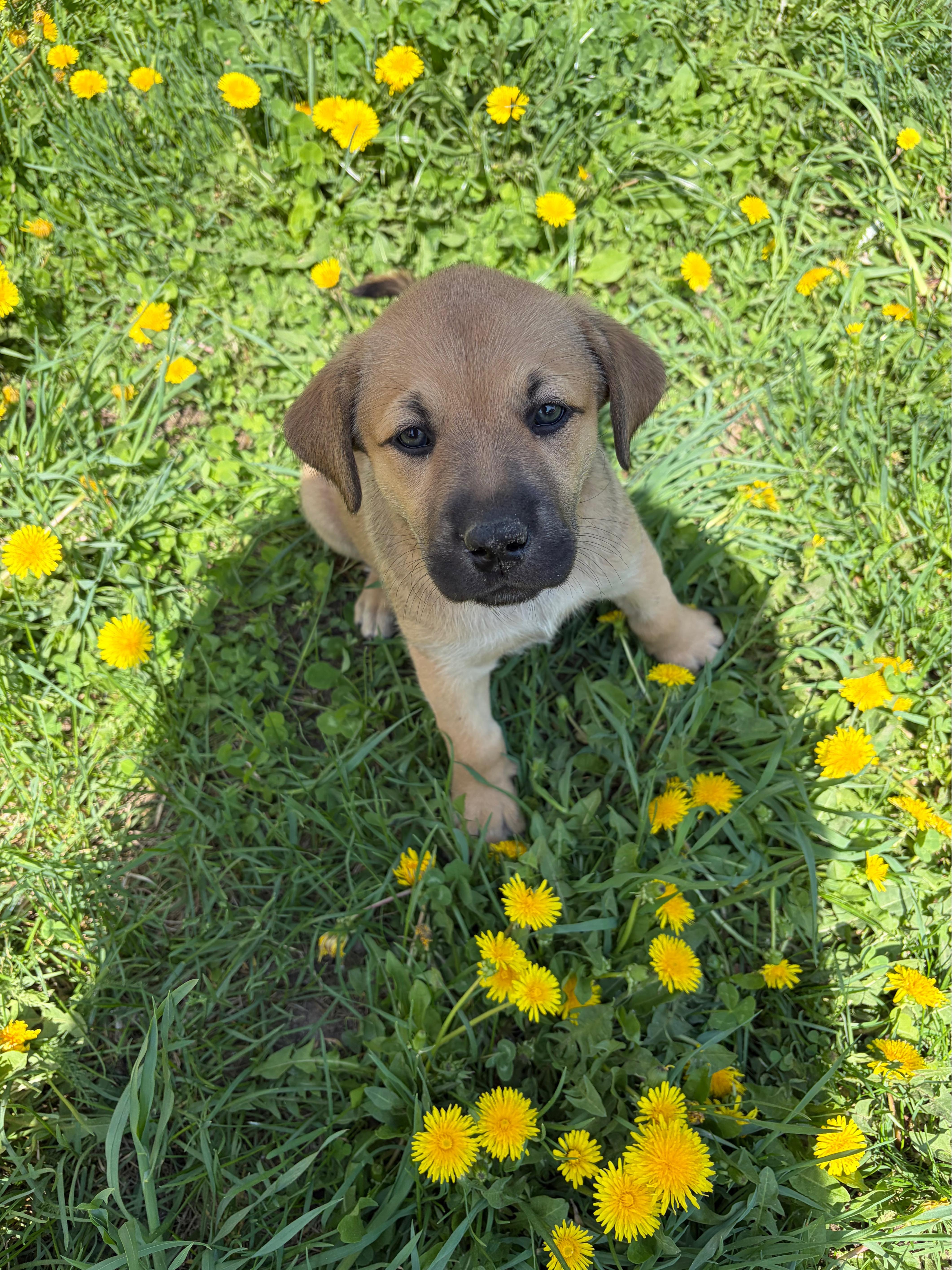 Meadow, an adoptable mixed breed in Saskatoon, SK image 1/6