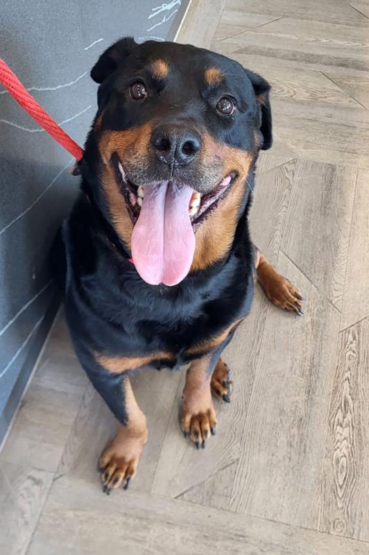 Enlarge SADIE, an adopted Rottweiler in Oswego, IL image 1/1