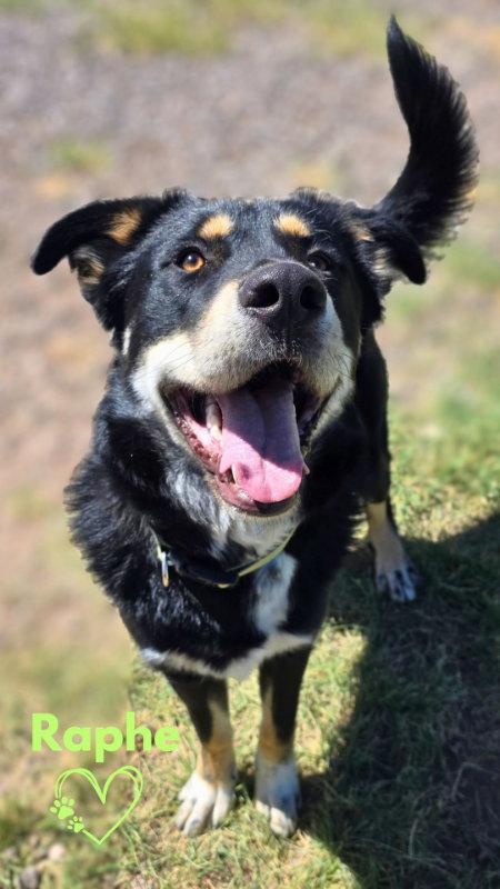Raphe, Adoptable, Adult Male Great Pyrenees & Caucasian Sheepdog / Caucasian Ovtcharka.