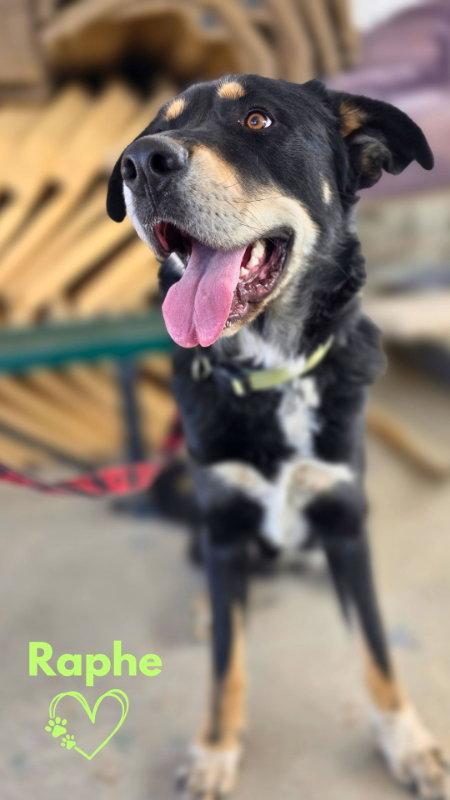 Raphe, Adoptable, Adult Male Great Pyrenees & Caucasian Sheepdog / Caucasian Ovtcharka.