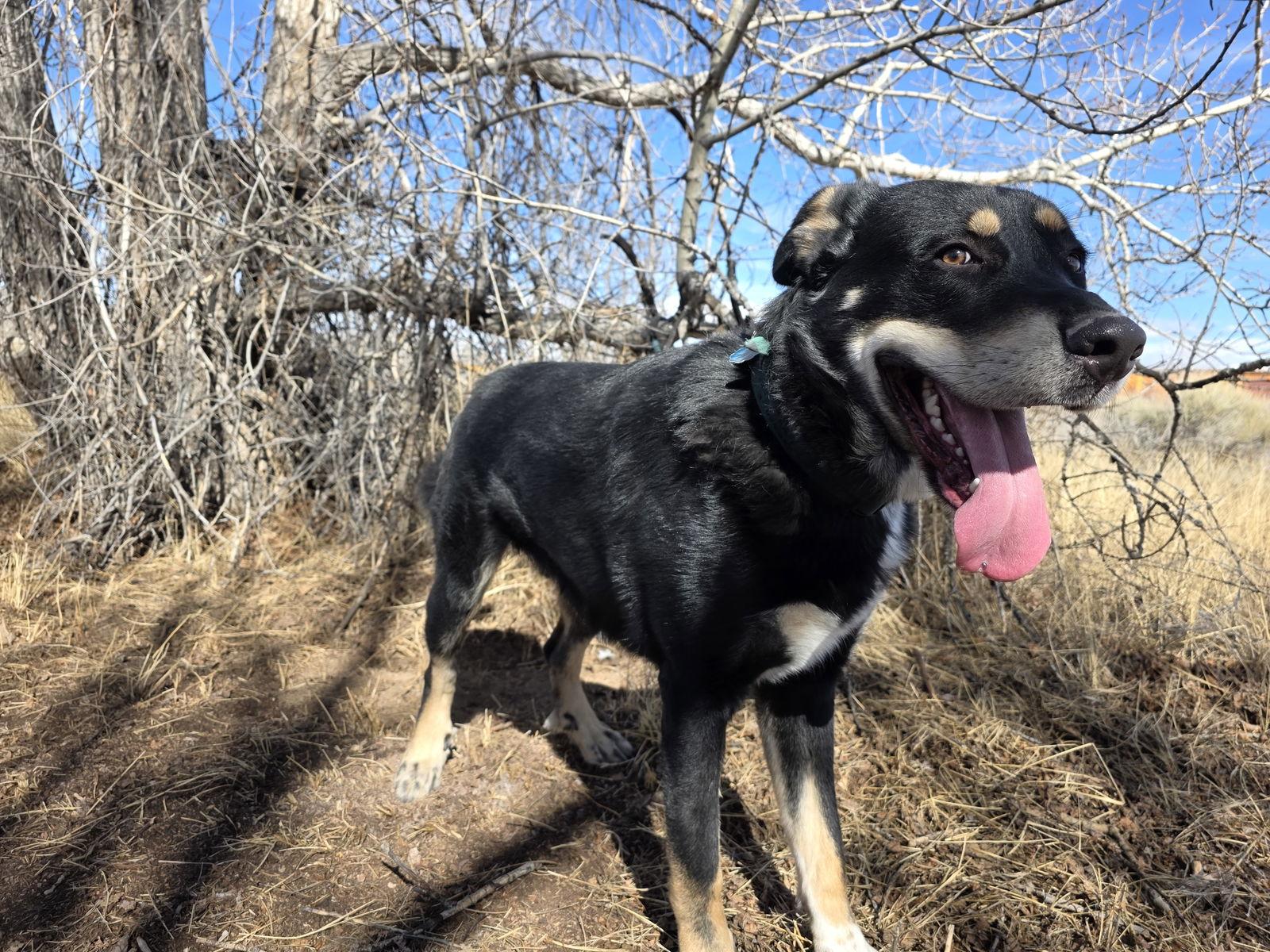 Enlarge Raphe, a Adoptable mixed breed in Monte Vista, CO image 1/3