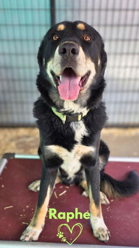 Enlarge Raphe, a Adoptable mixed breed in Monte Vista, CO image 1/3