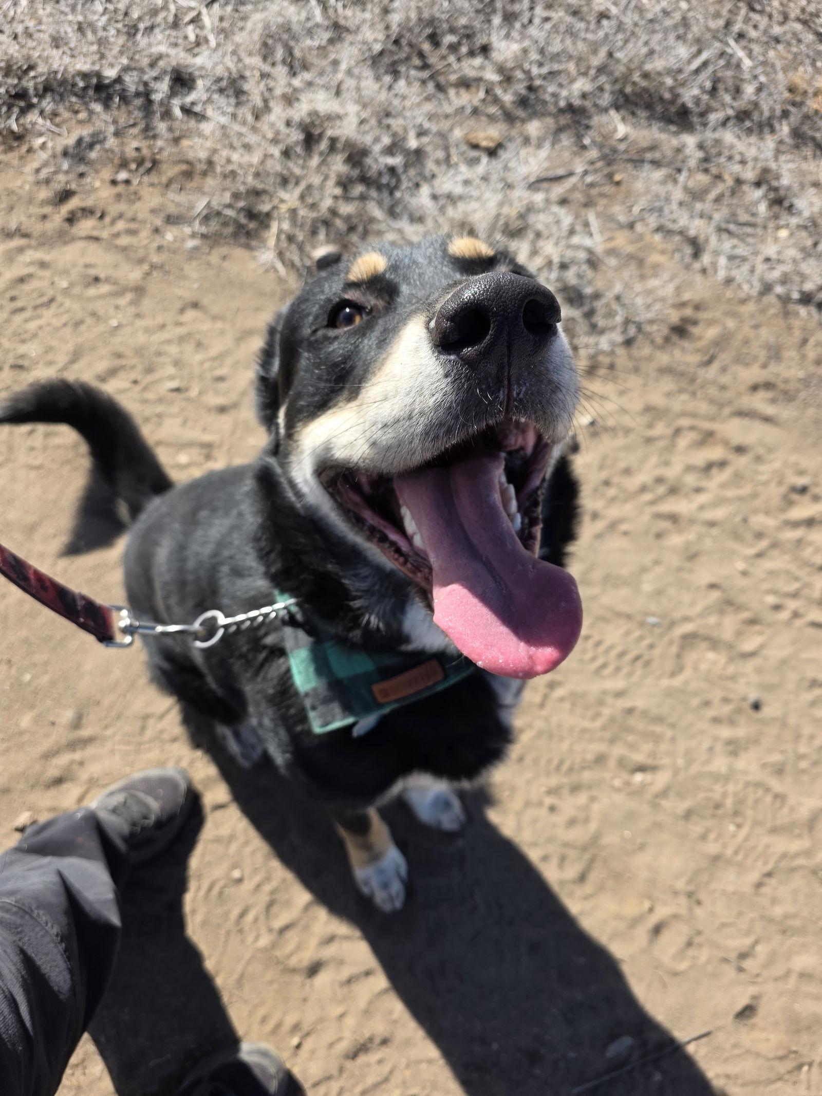 Enlarge Raphe, a Adoptable mixed breed in Monte Vista, CO image 2/3