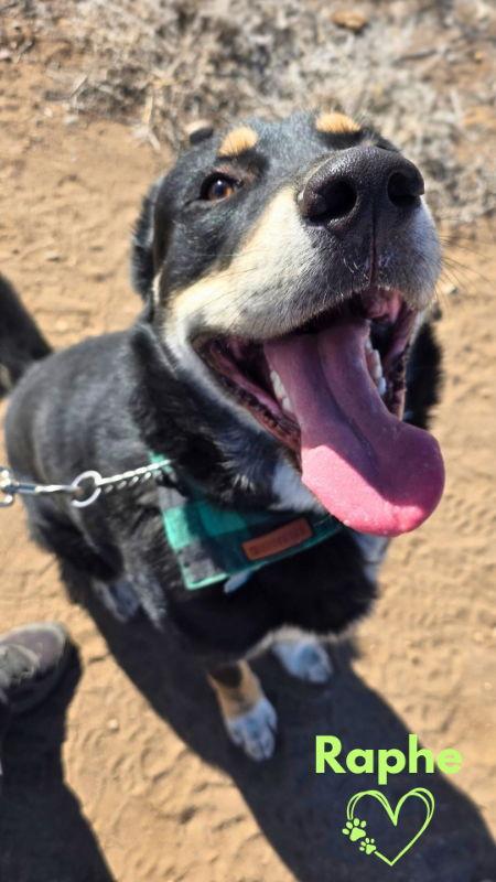 Enlarge Raphe, a Adoptable mixed breed in Monte Vista, CO image 3/3