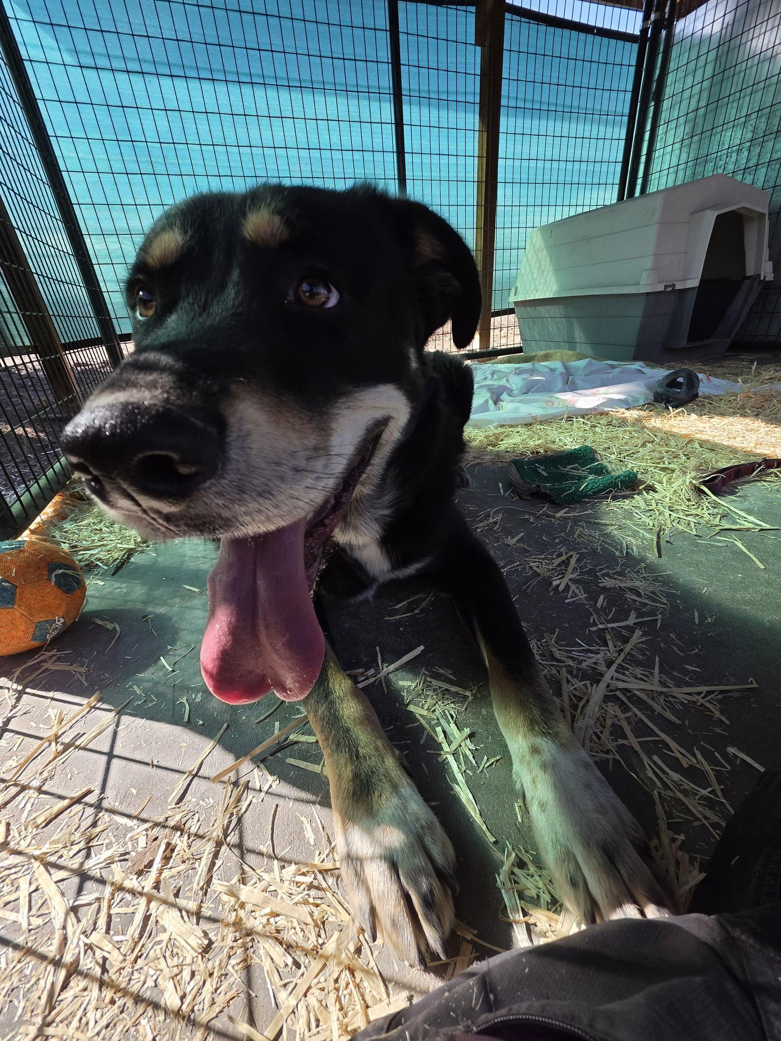 Enlarge Raphe, a Adoptable mixed breed in Monte Vista, CO image 3/3