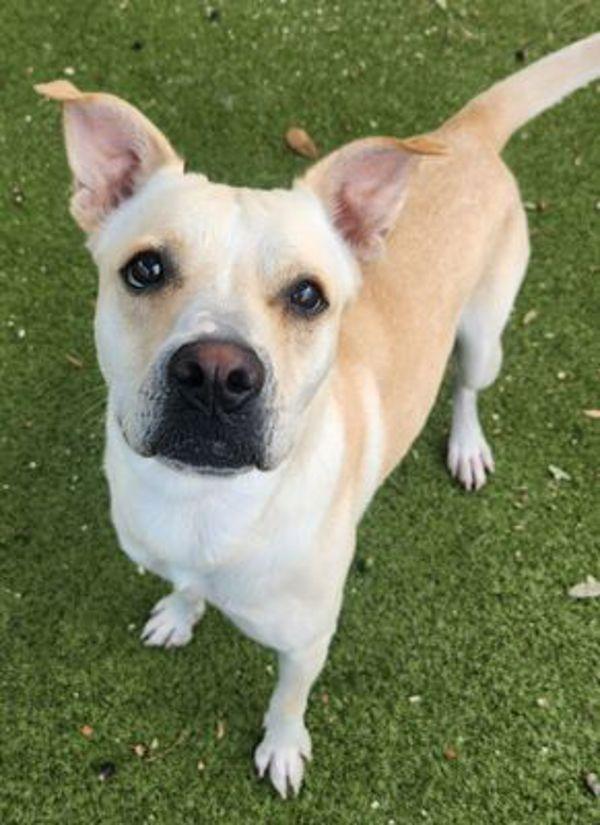 Enlarge Ginger, a Adoptable mixed breed in Austin, TX image 1/1