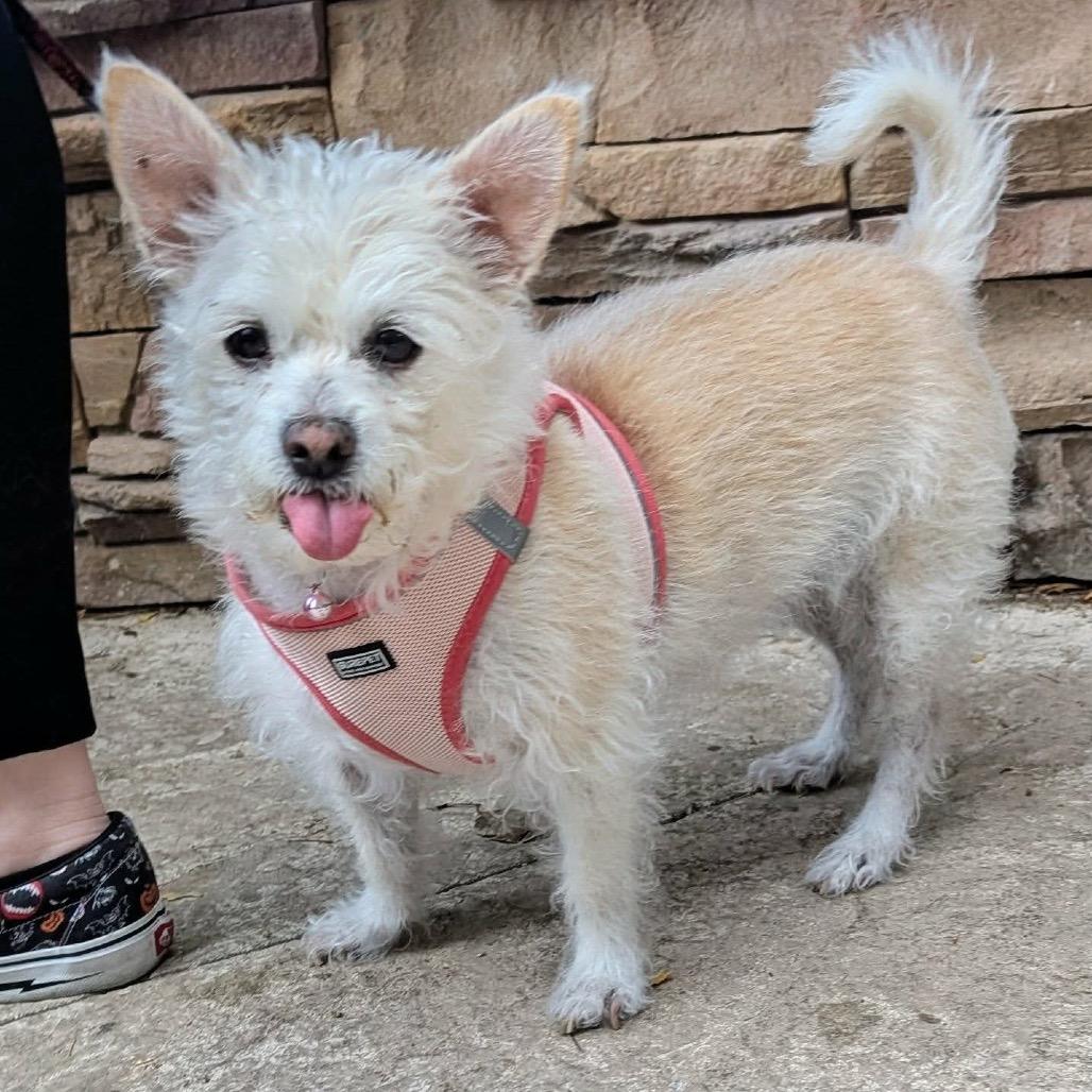 Misty OS NV, Adoptable, Senior Female Maltese & Terrier.