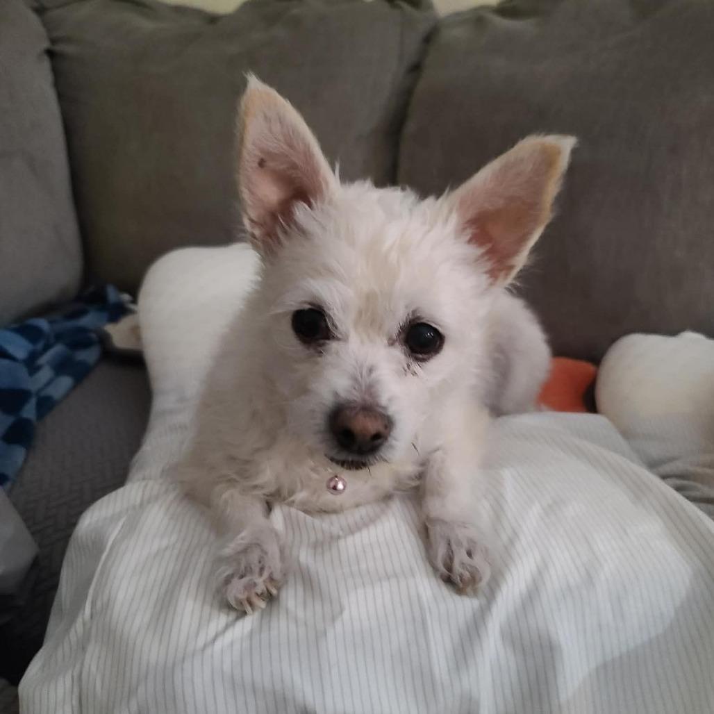 Enlarge Misty OS NV, a Adoptable mixed breed in Las Vegas, NV image 2/3