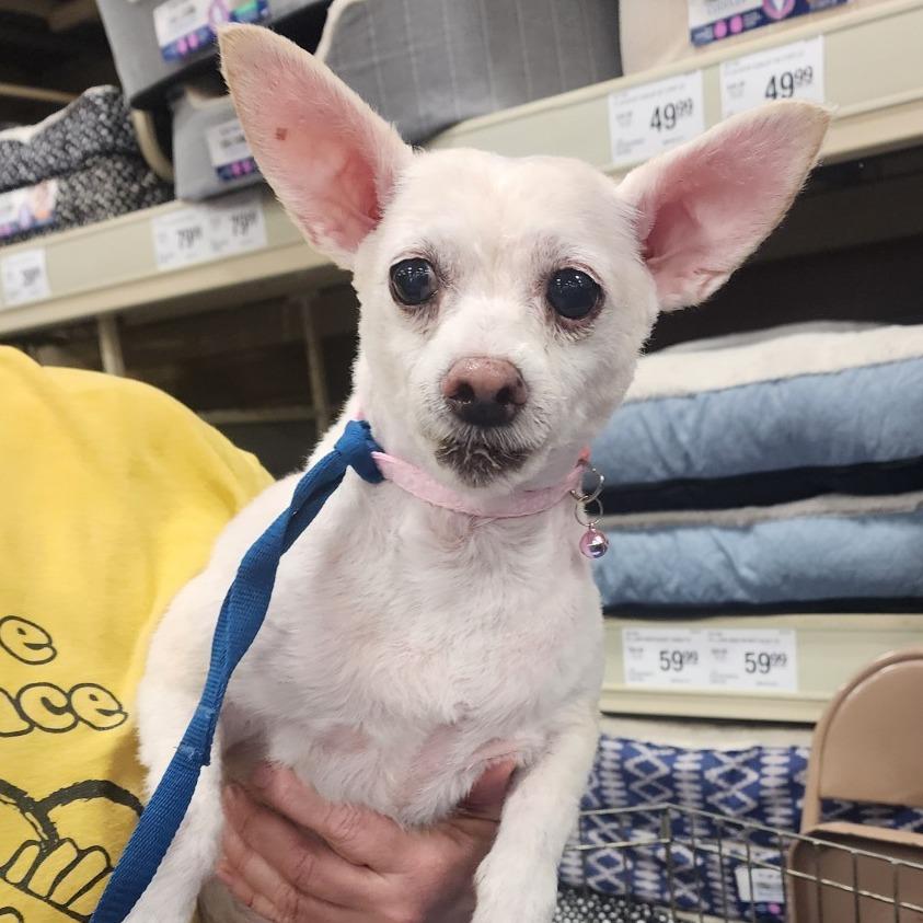 Enlarge Misty OS NV, a Adoptable mixed breed in Las Vegas, NV image 3/3