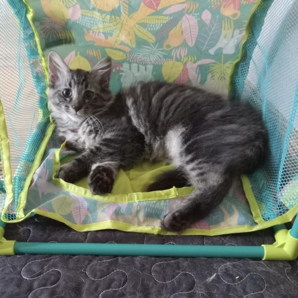 Simon, Baby Male unknown