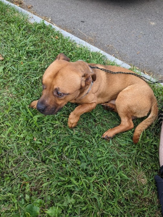 Scrappy, a Adoptable mixed breed in Rochester, NY image 1/4