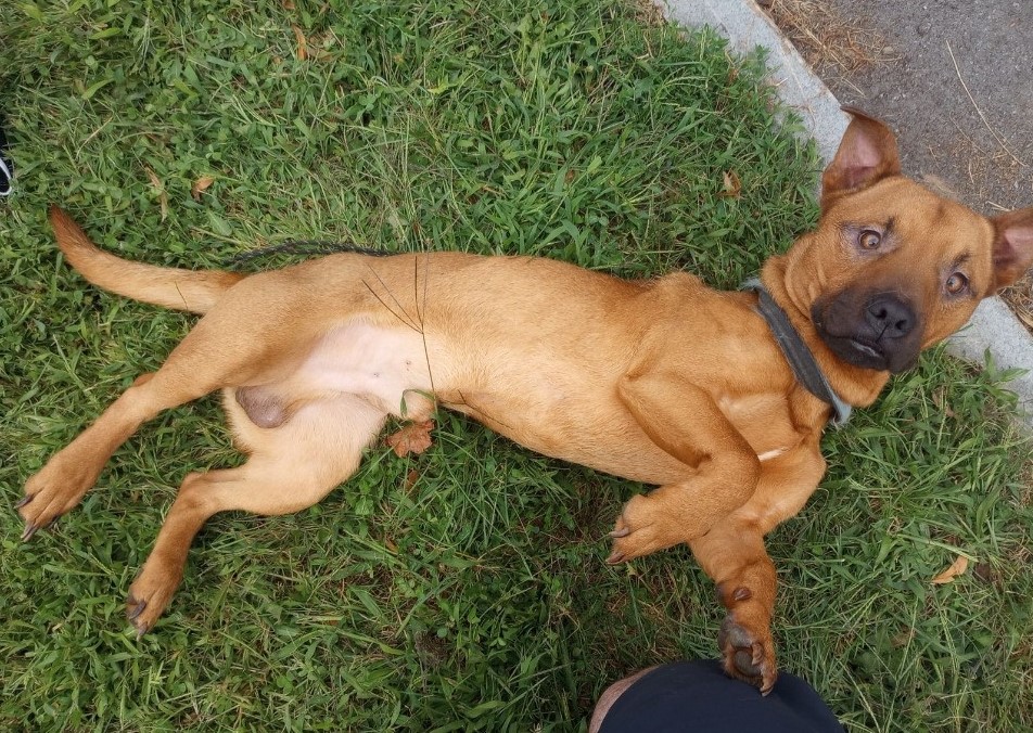 Scrappy, a Adoptable mixed breed in Rochester, NY image 2/4