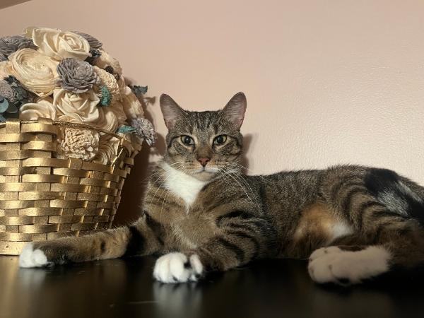 Enlarge Carmen, a Adoptable Domestic Short Hair in Lake Hiawatha, NJ image 1/3