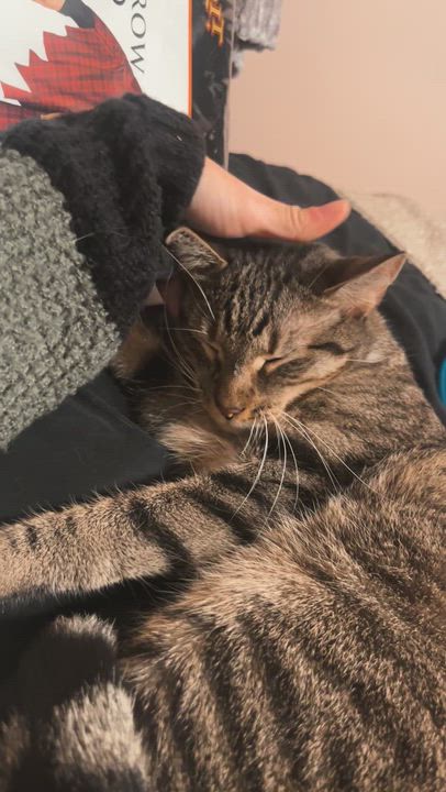 Enlarge Carmen, a Adoptable Domestic Short Hair in Lake Hiawatha, NJ video 3/3