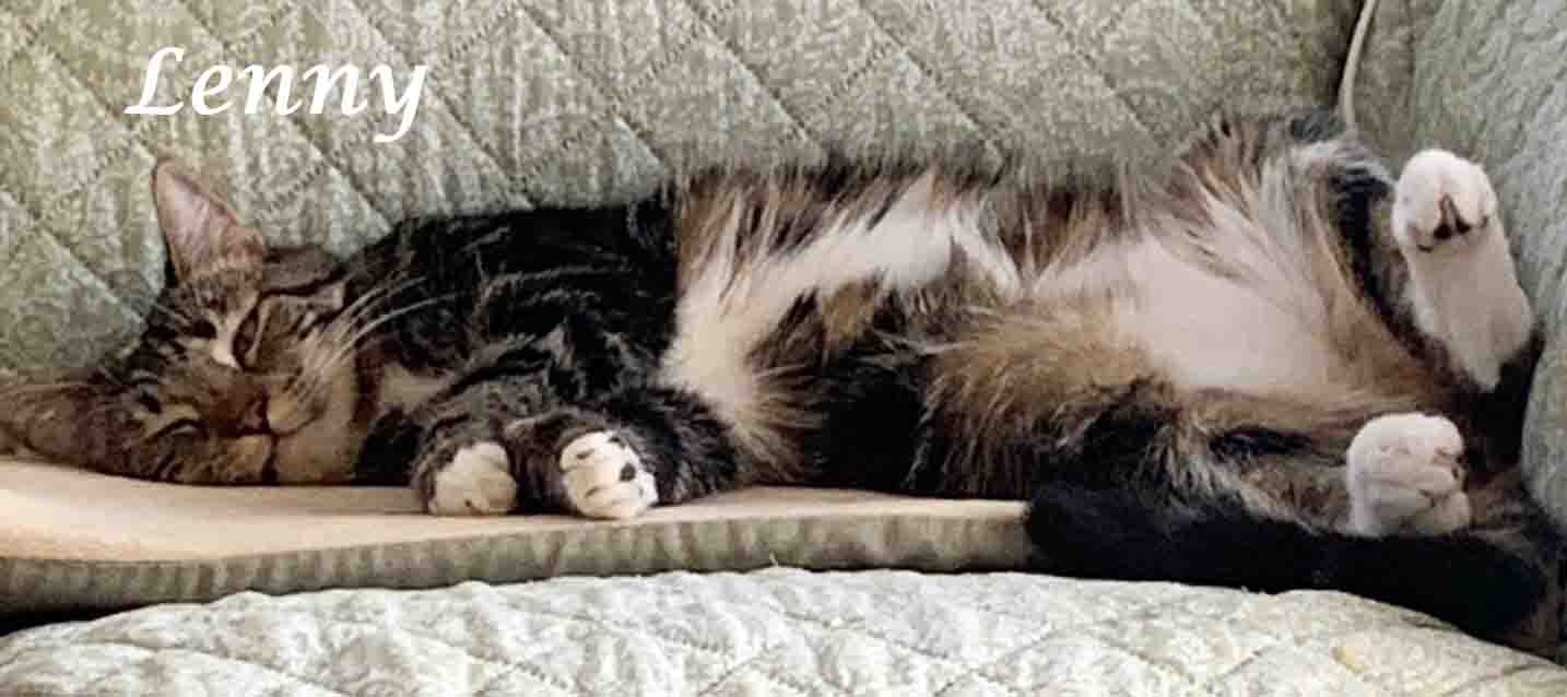 Enlarge Lucky LENNY!, a Adoptable Tabby in Monrovia, CA image 5/5