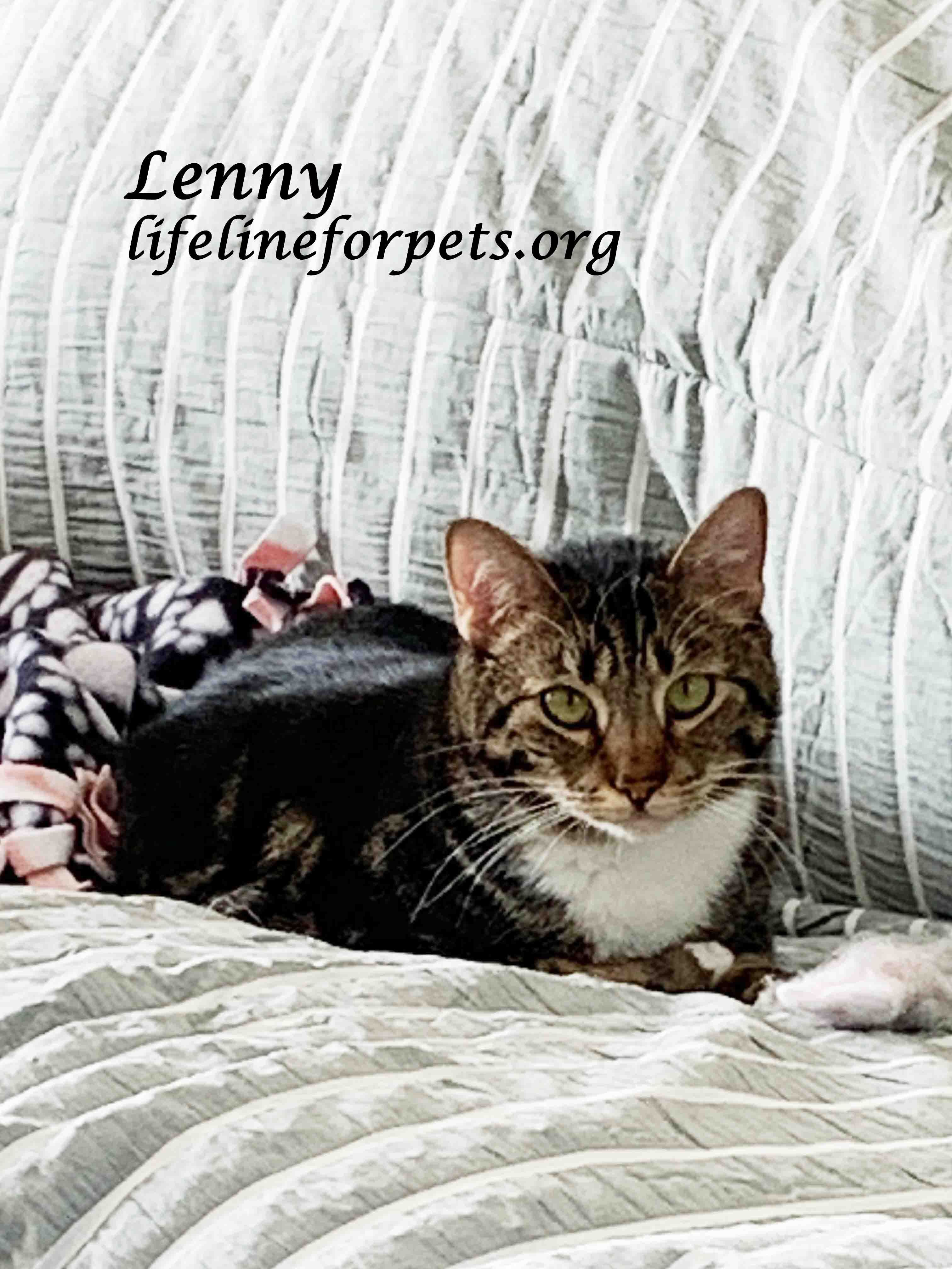 Enlarge Lucky LENNY!, a Adoptable Tabby in Monrovia, CA image 4/5