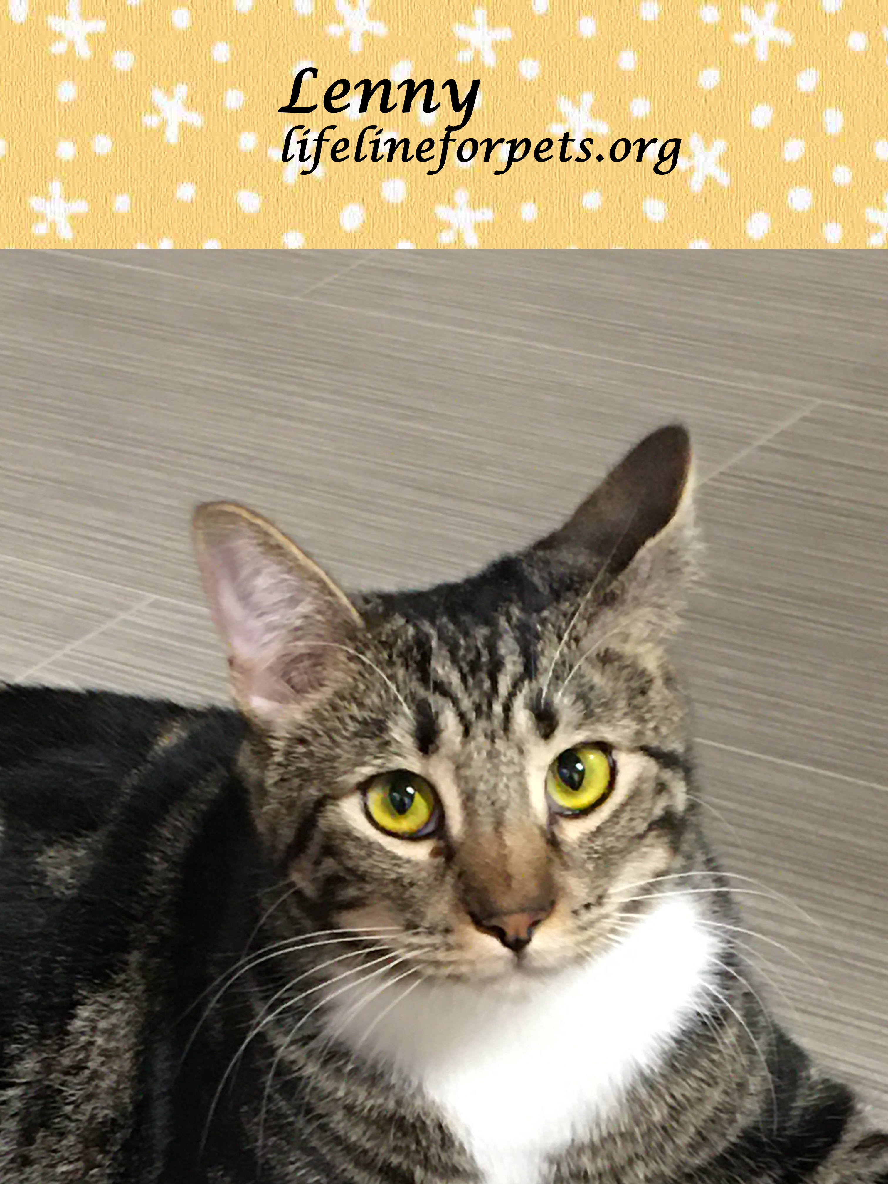 Enlarge Lucky LENNY!, a Adoptable Tabby in Monrovia, CA image 2/5