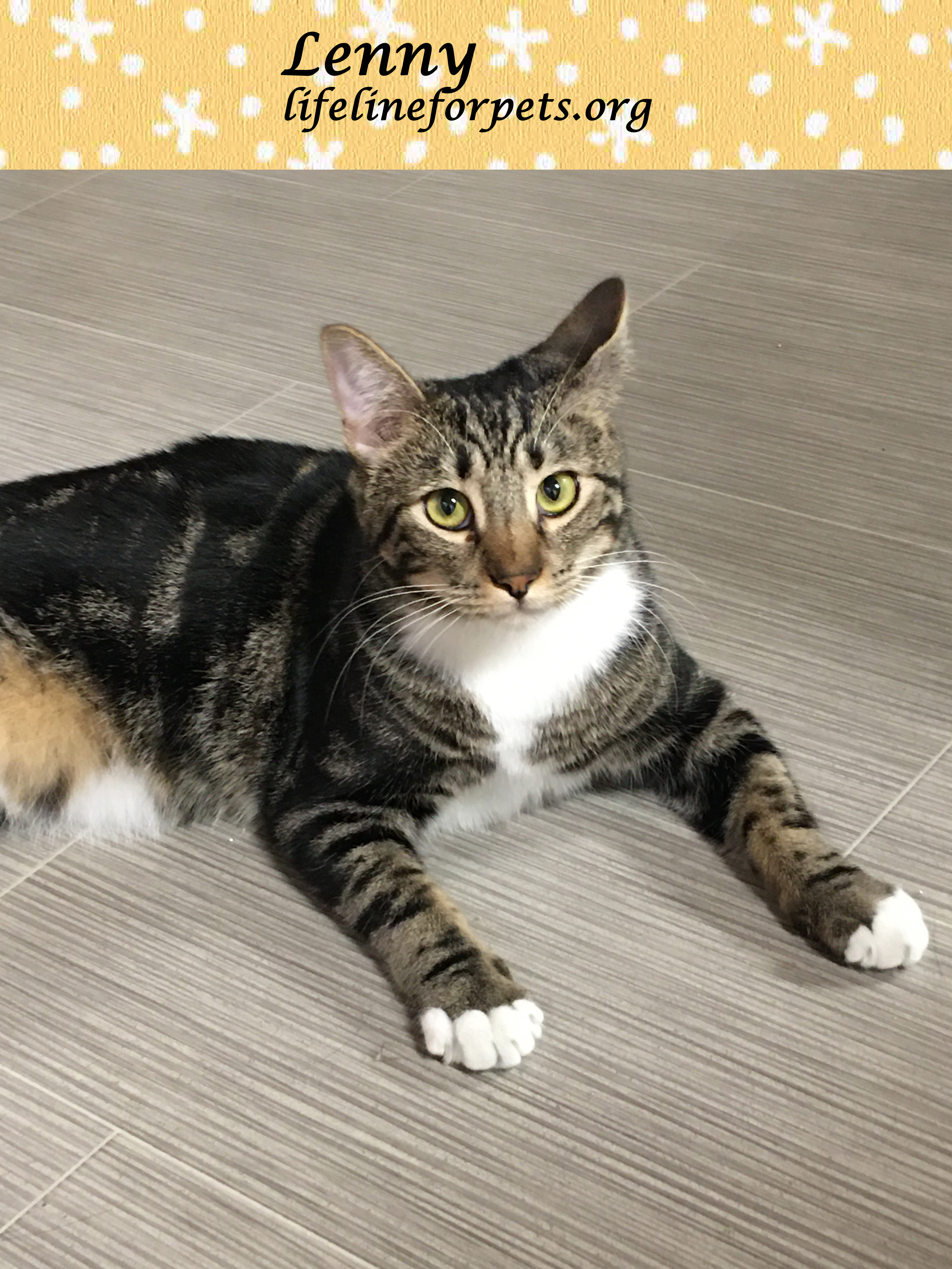 Enlarge Lucky LENNY!, a Adoptable Tabby in Monrovia, CA image 3/5