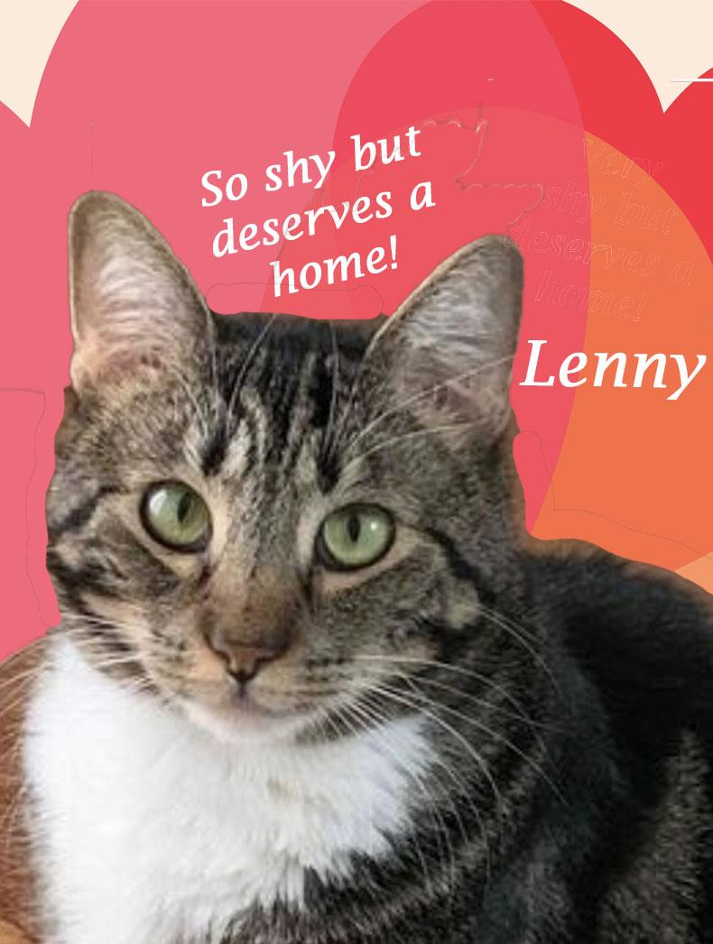 Enlarge Lucky LENNY!, a Adoptable Tabby in Monrovia, CA image 1/5