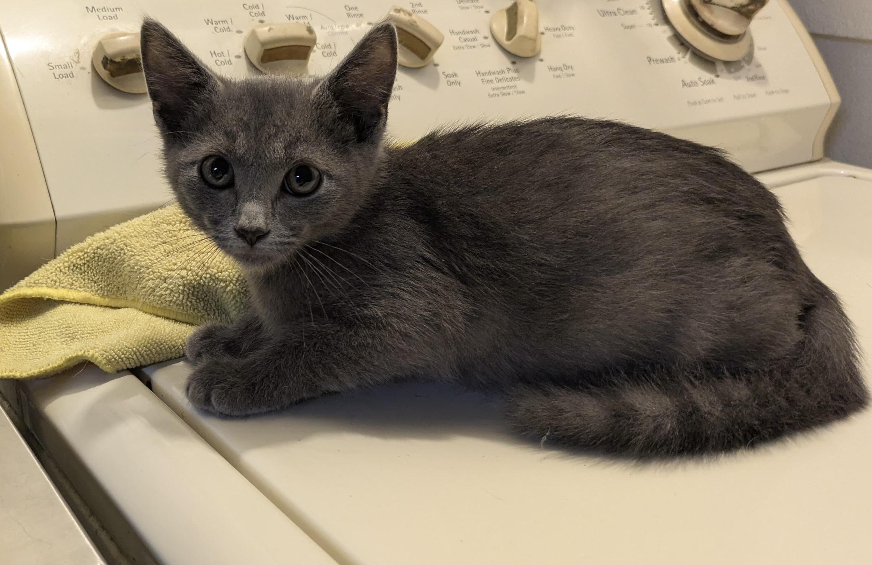 Calypso, Adopted, Young Male Russian Blue.