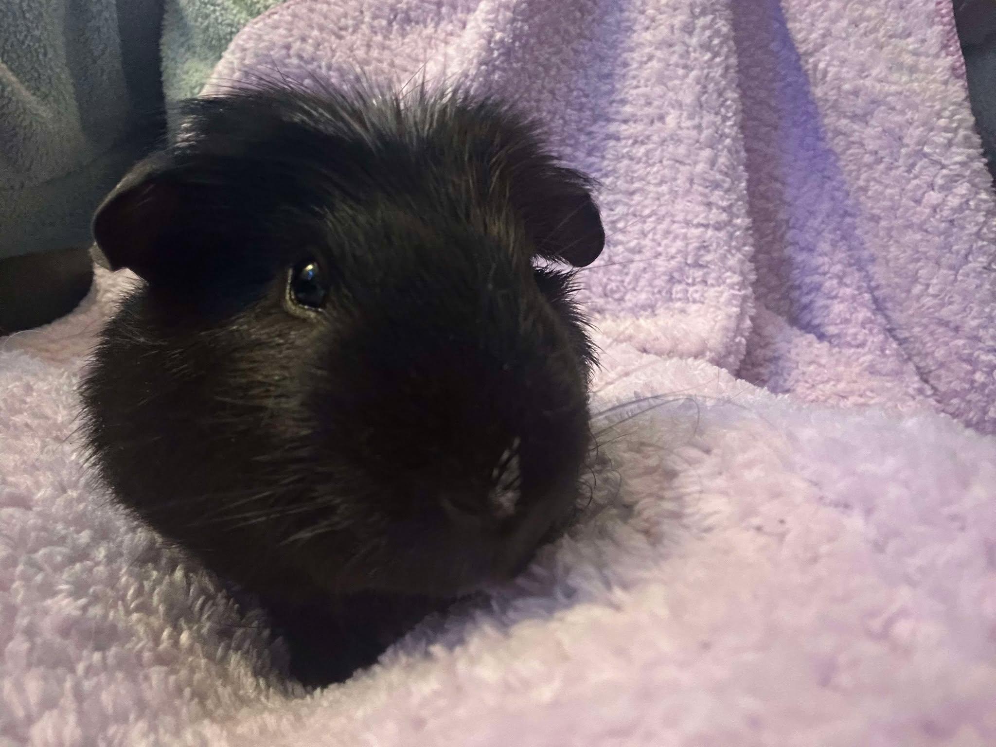 Bruce, Young Male Guinea Pig
